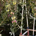 Filip & Tara アパート *