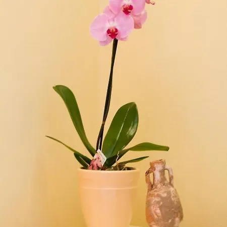 Filip & Tara Apartman Porec